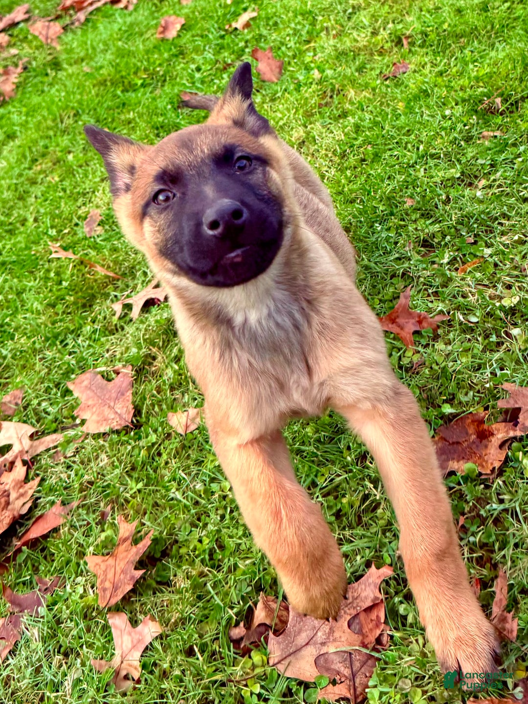 Mixed Breed dogs for sale: Red Collar- Female Fawn - Ad 2