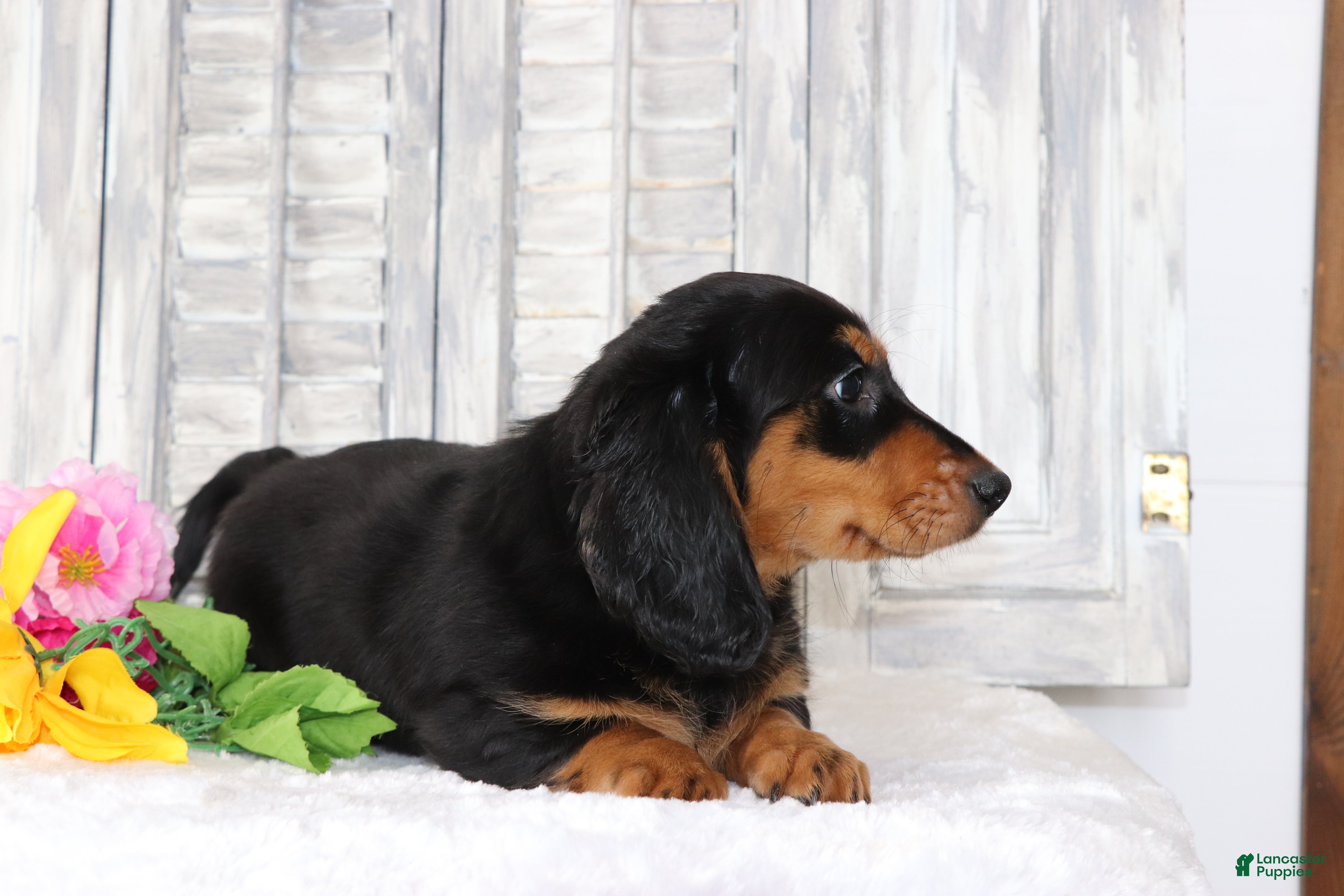 Dachshund dogs for sale: Bella  - Ad 4