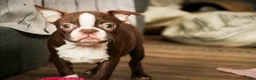 Boston Terrier dogs for sale: Katie - Ad 3