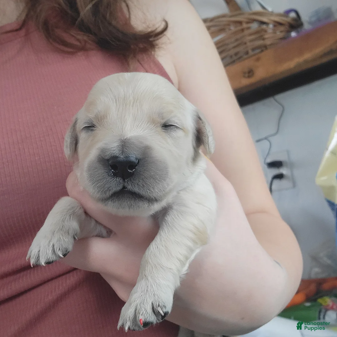 Golden Retriever dogs for sale: Chex - Ad 6