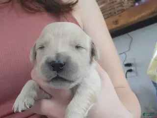 Golden Retriever dogs Fruity Pebbles - Ad 38