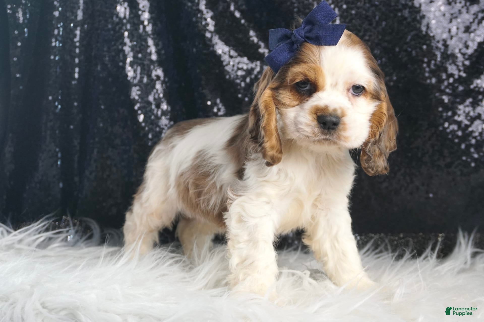 Cocker Spaniel dogs Lucky - Ad 2