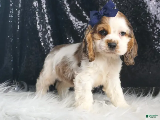 Cocker Spaniel dogs Lucky - Ad 2