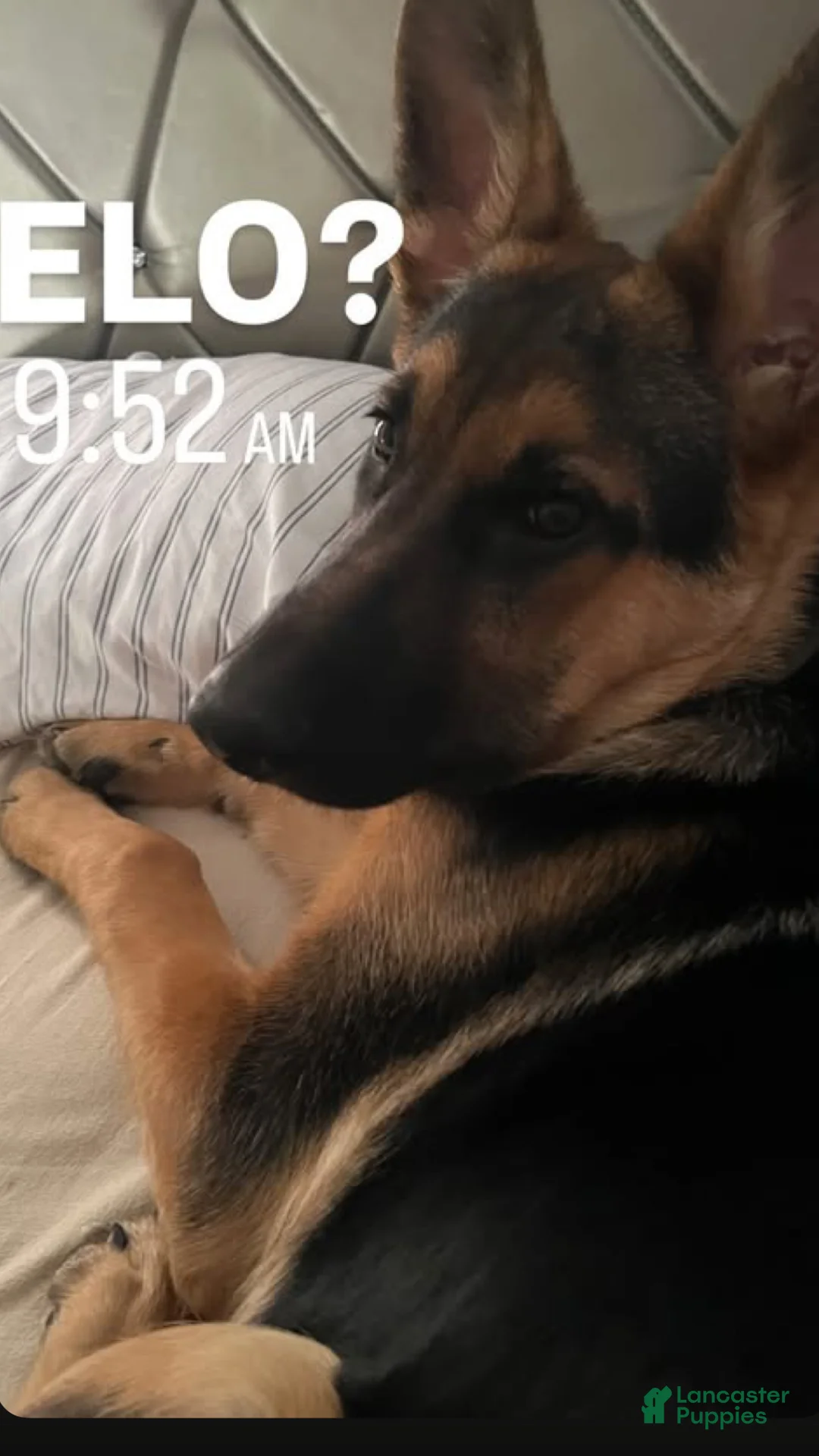 German Shepherd dogs for sale: German Shepherd Puppy 1 - Ad 3
