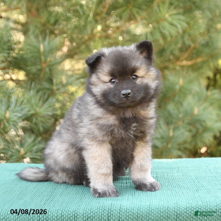 Keeshond dogs Shirley - Ad 2