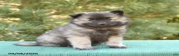 Keeshond dogs for sale: Shirley - Ad 2