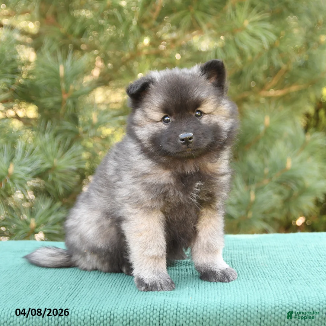 Keeshond dogs for sale: Shirley - Ad 2