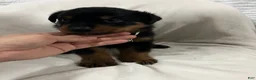 Rottweiler dogs for sale: ghost - Ad 4