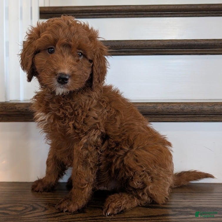 Irish Doodle dogs Jasper - Mini - Ad 1