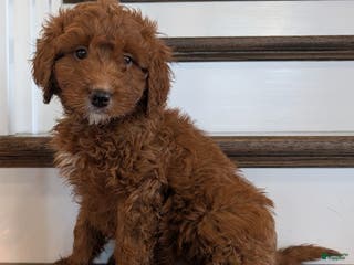 Irish Doodle dogs Jasper - Mini - Ad 4