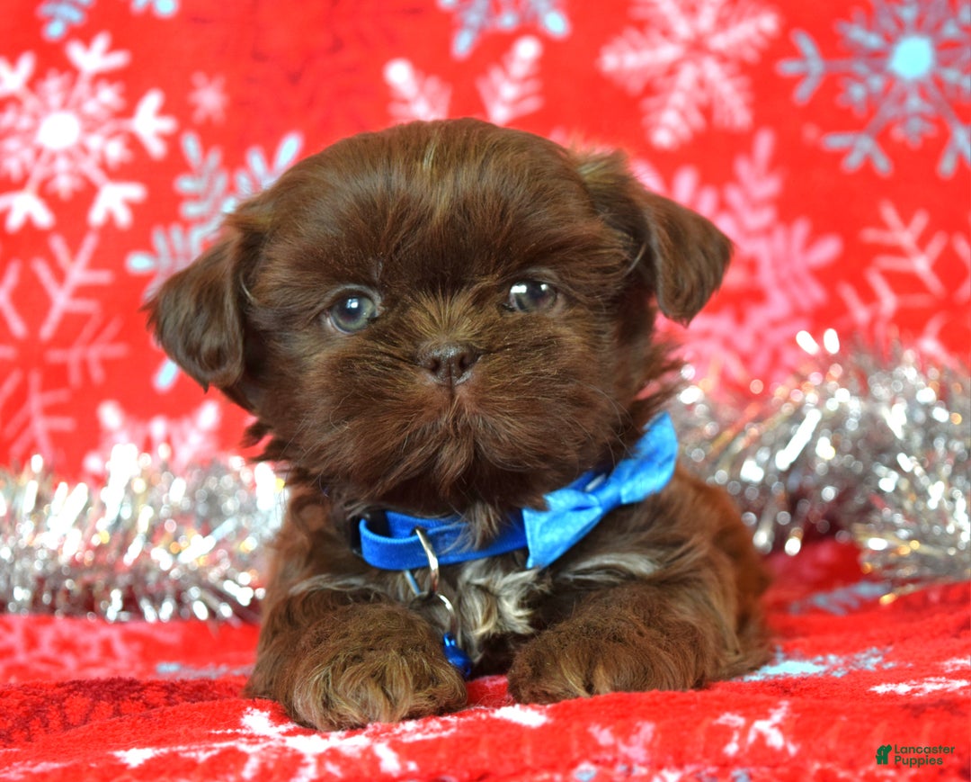 Shih Tzu dogs for sale: Cookie - Ad 2