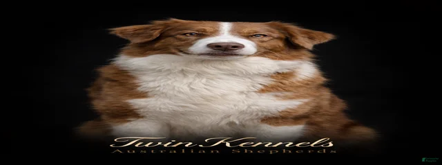 Brandy