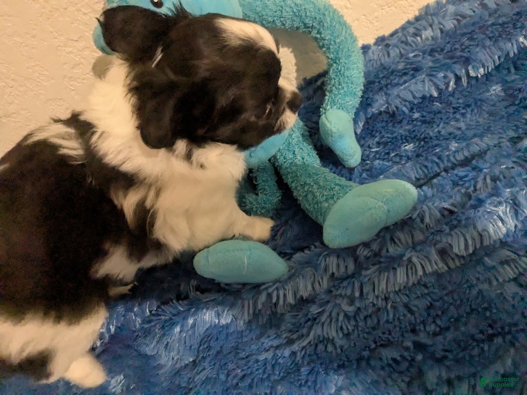 Chihuahua dogs for sale: Snoopy LC Apple Head Chihuahua Male  - Ad 5