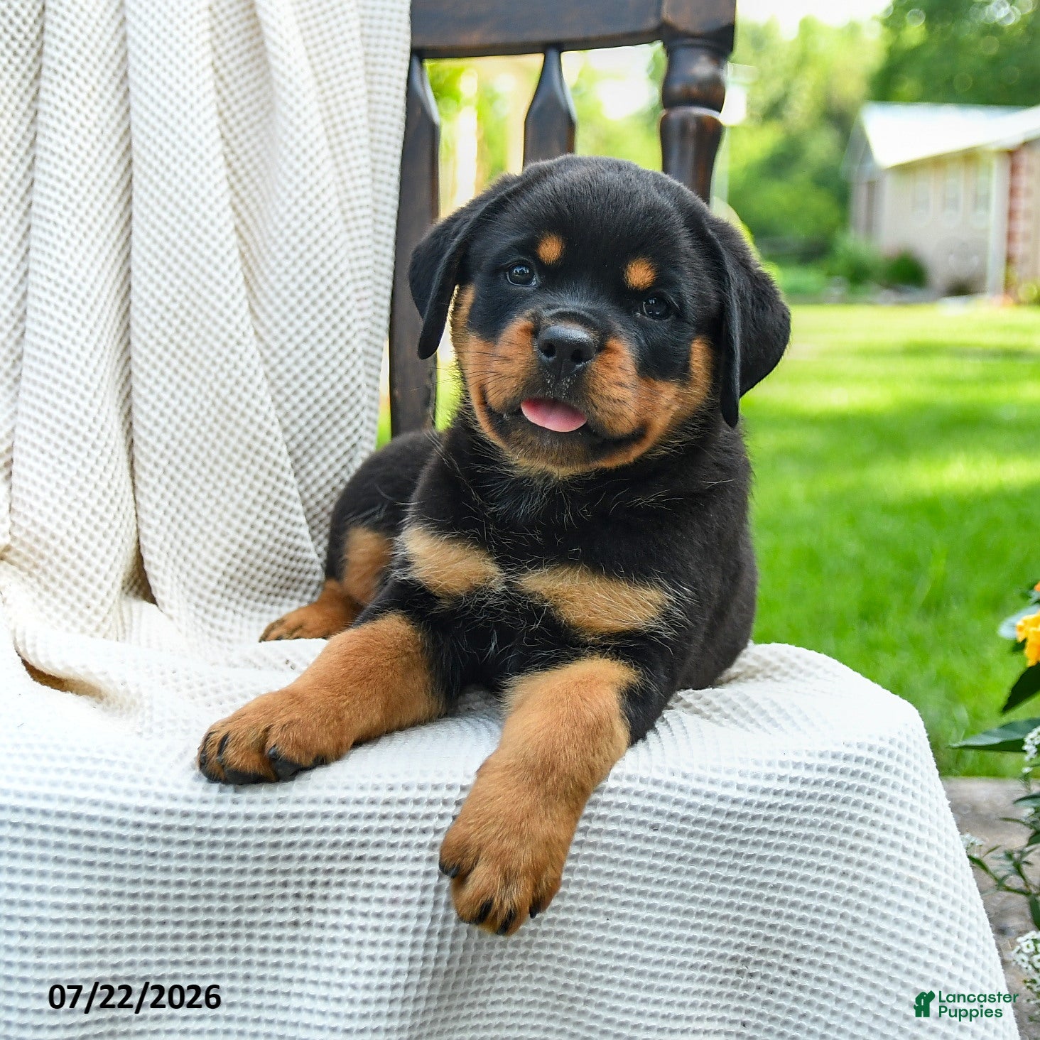 Rottweiler dogs Roxy - Ad 2