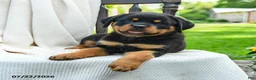 Rottweiler dogs for sale: Roxy - Ad 2