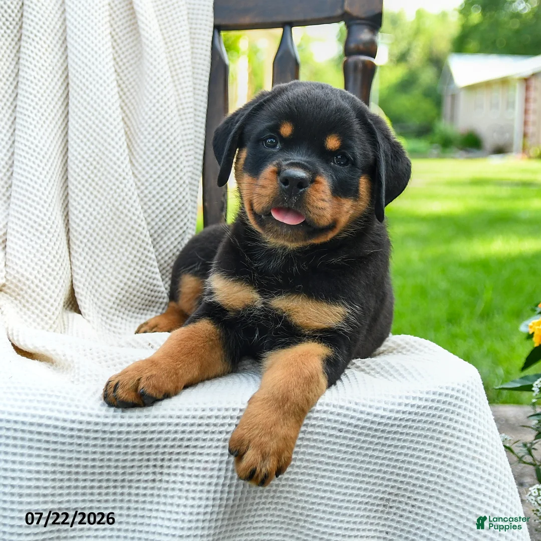 Rottweiler dogs for sale: Roxy - Ad 2