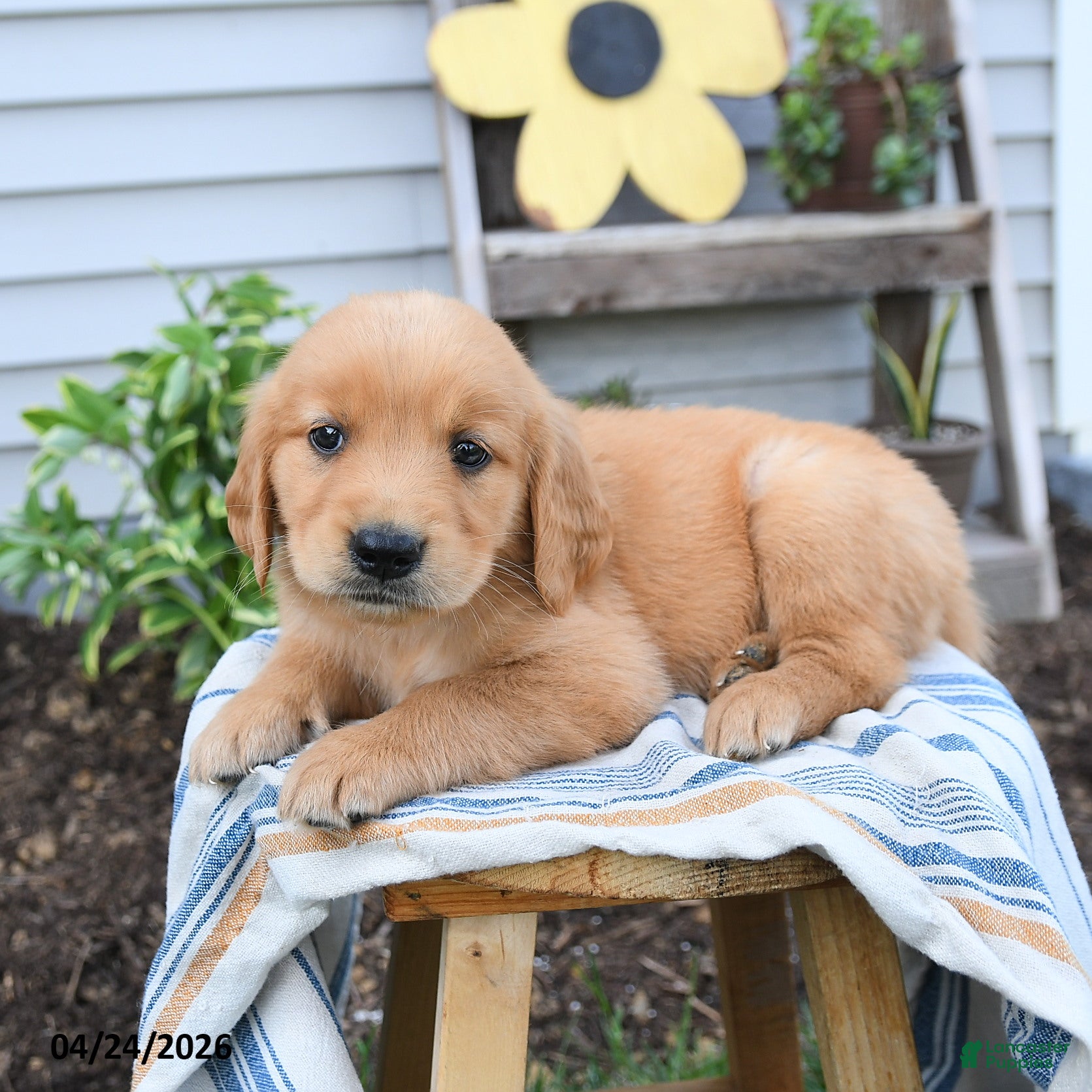 Golden Retriever dogs Sunny  - Ad 2