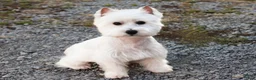 West Highland Terrier dogs for sale: Aladdin - Ad 7