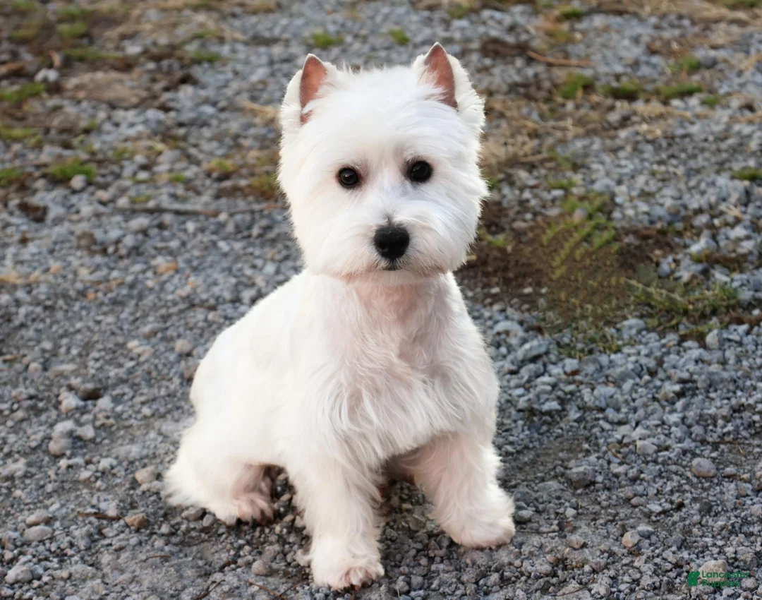 West Highland Terrier dogs for sale: Aladdin - Ad 7