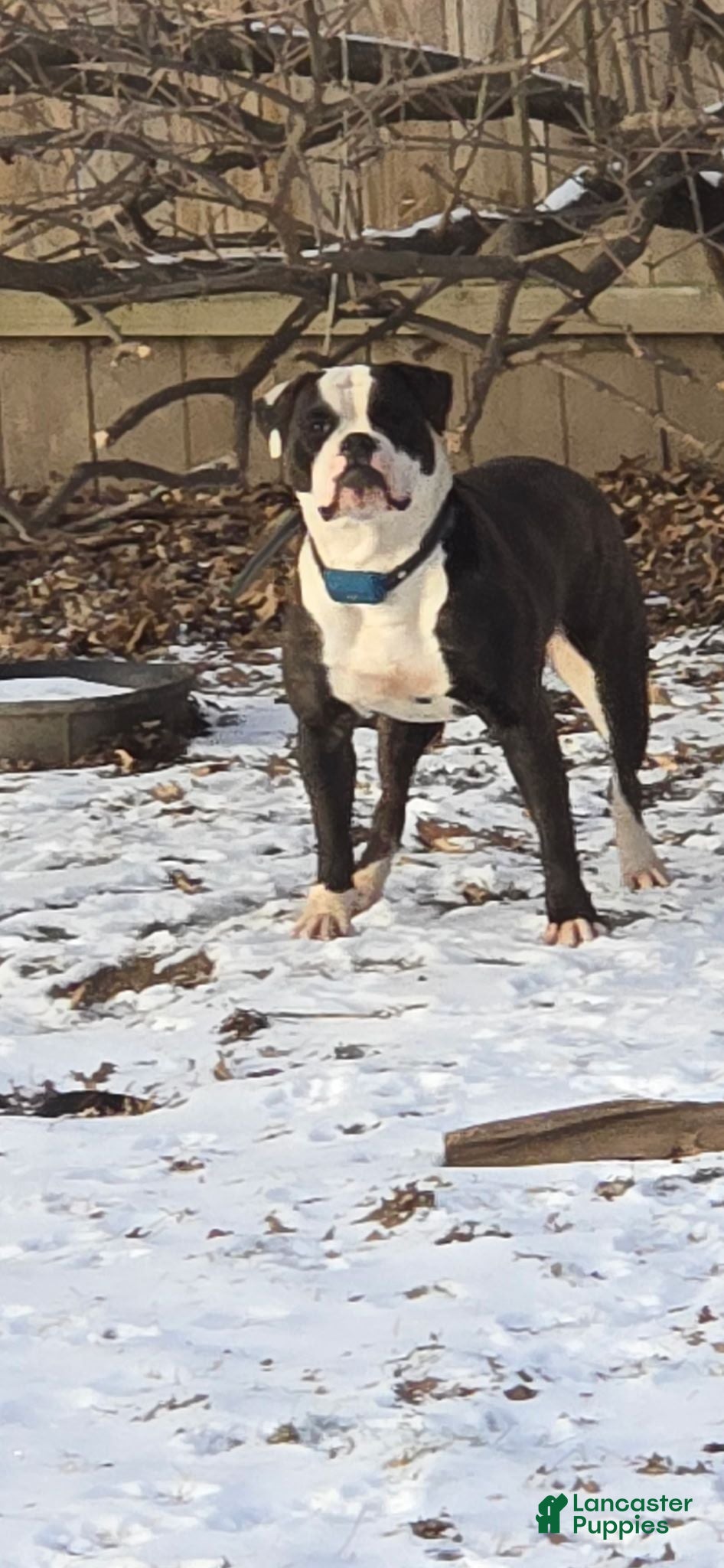 American Bulldog dogs American Bulldog 1 - Ad 2