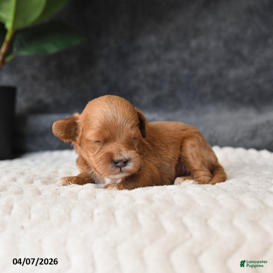 Cavapoo dogs Meadow - Ad 1