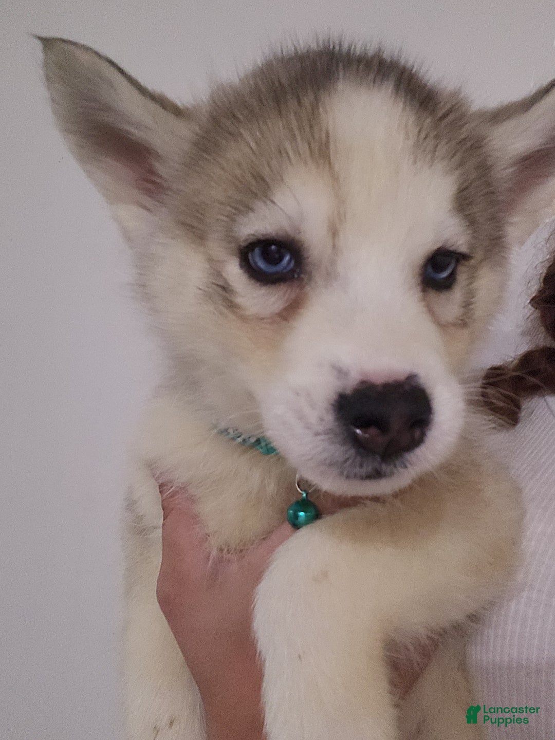 Siberian Husky dogs for sale: Siberian Husky Puppy 2 - Ad 1
