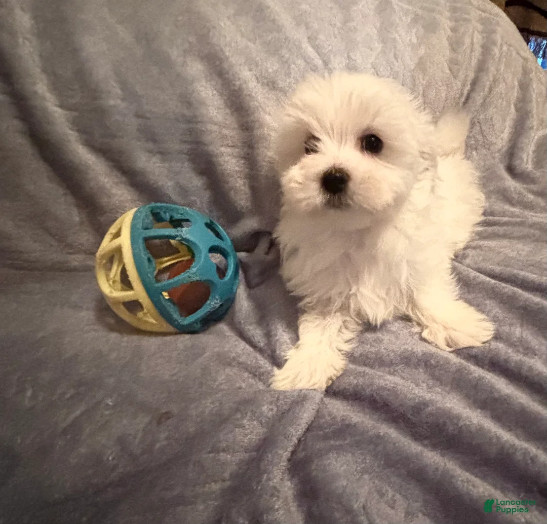 Maltese dogs for sale: Maltese 2 - Ad 1