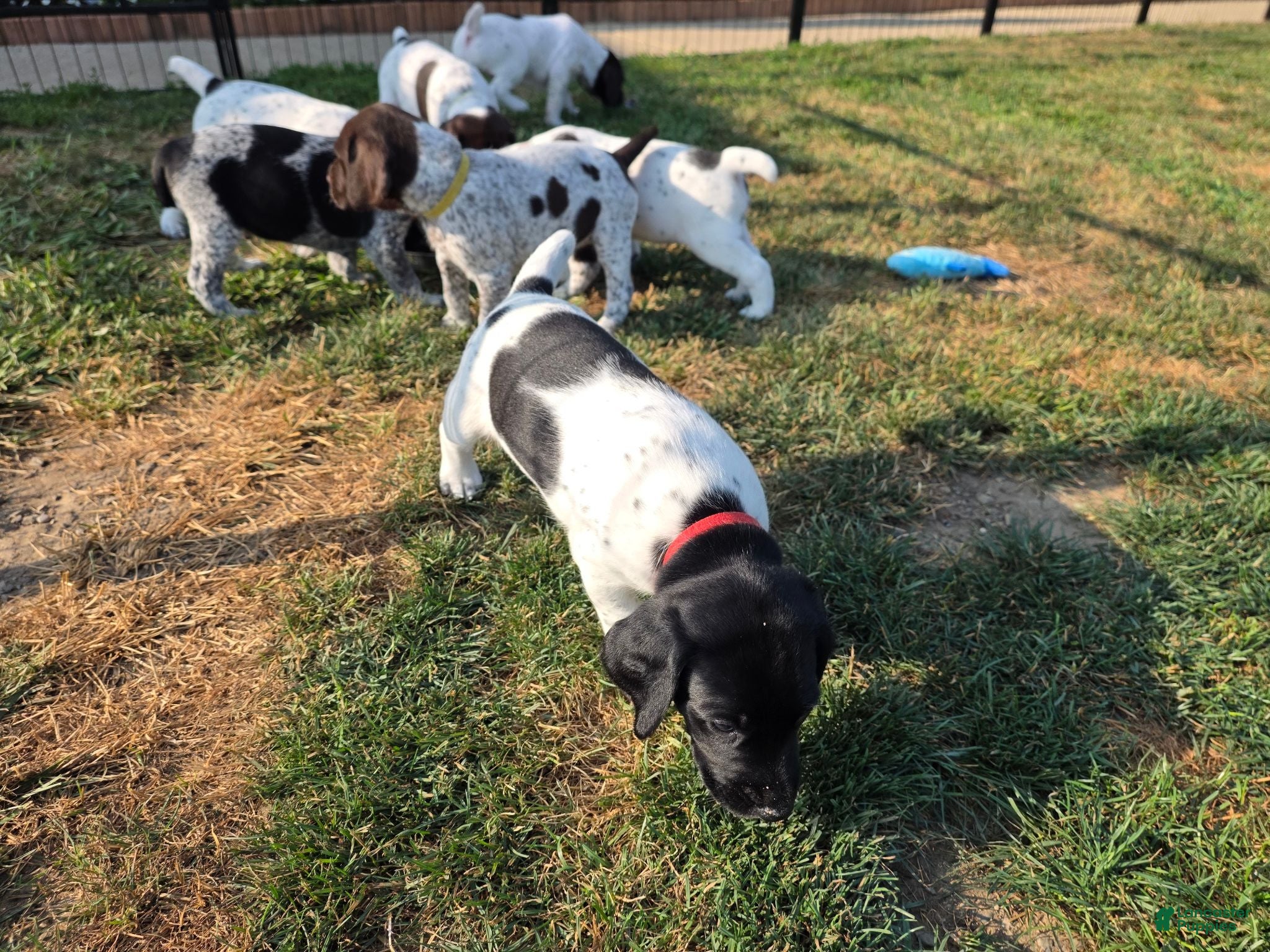 German Shorthaired Pointer dogs German Shorthaired Pointer (red collar) - Ad 3