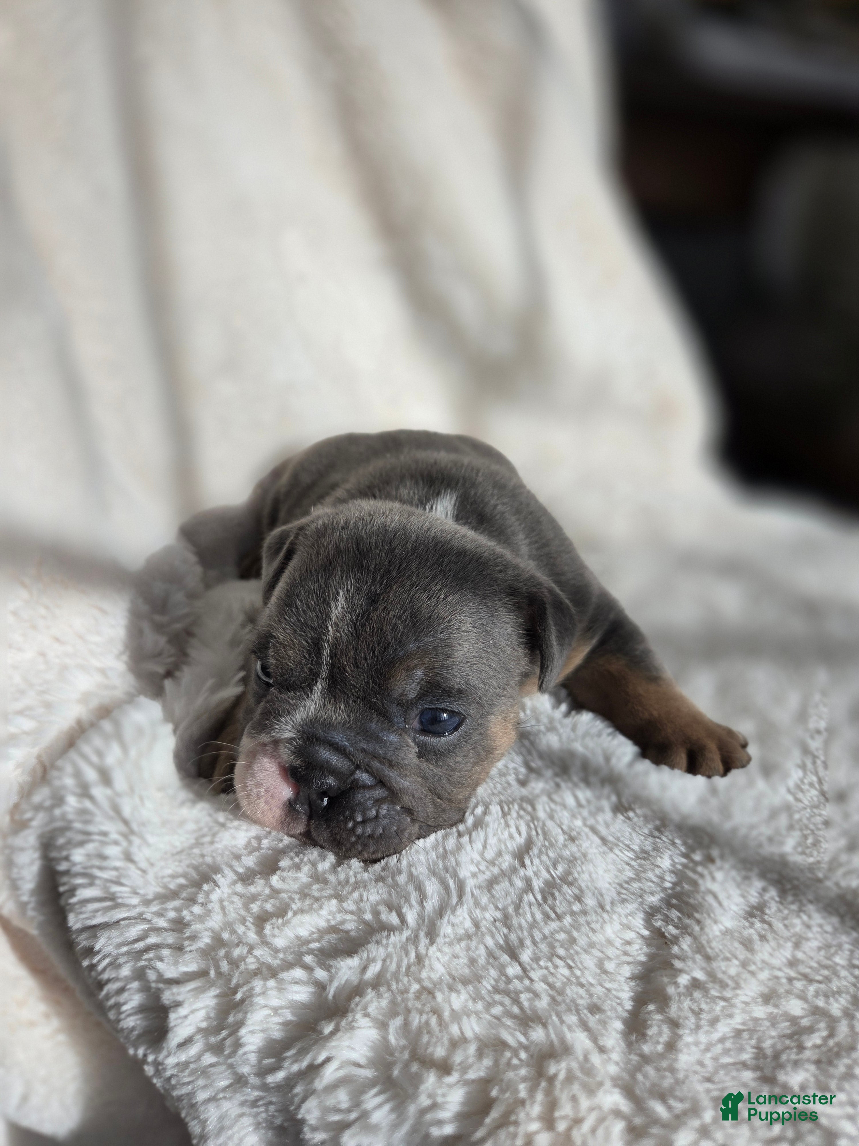 English Bulldog dogs Kojak - Ad 14