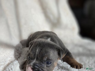 English Bulldog dogs Kojak - Ad 14