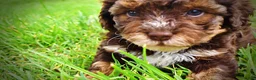 Havapoo dogs for sale: Vanity - Ad 8