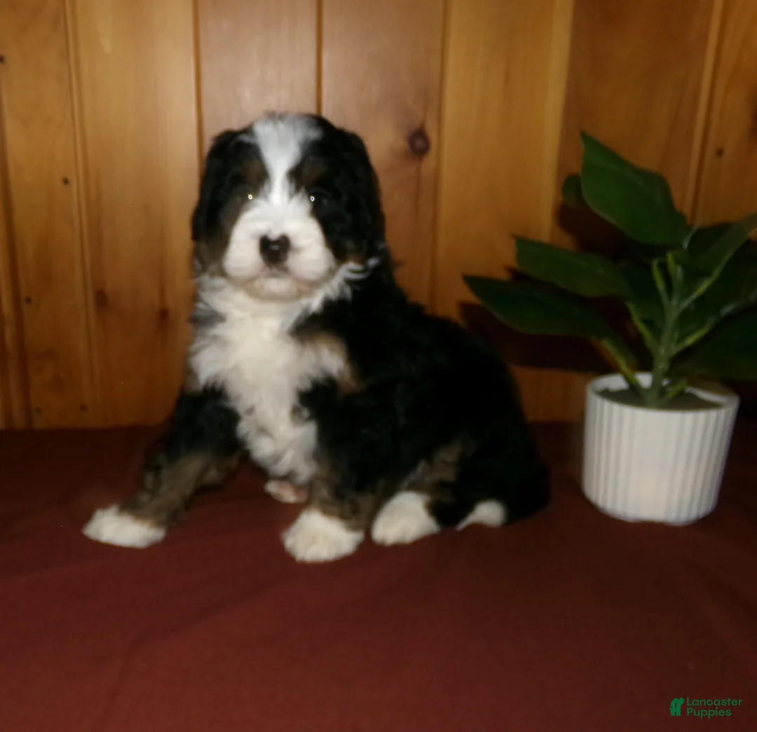 Mini Bernedoodle dogs for sale: Abby - Ad 6