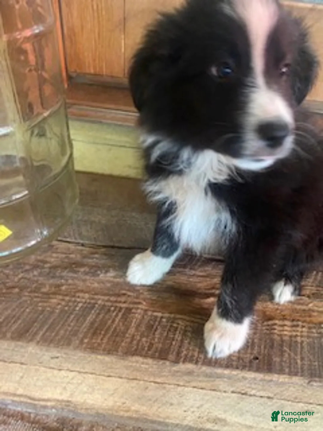 Australian Shepherd dogs for sale: Australian Shepherd 6 - Ad 1