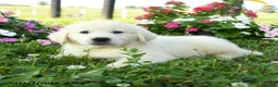 Golden Retriever dogs for sale: Willow - Ad 3