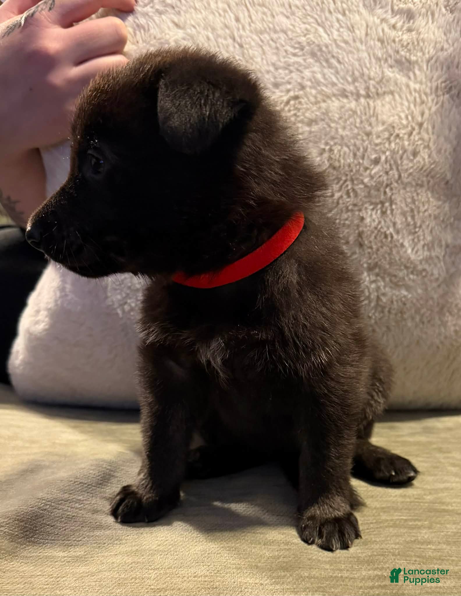 German Shepherd dogs German Shepherd Puppy 4 - Ad 10