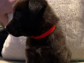 German Shepherd dogs German Shepherd Puppy 4 - Ad 10