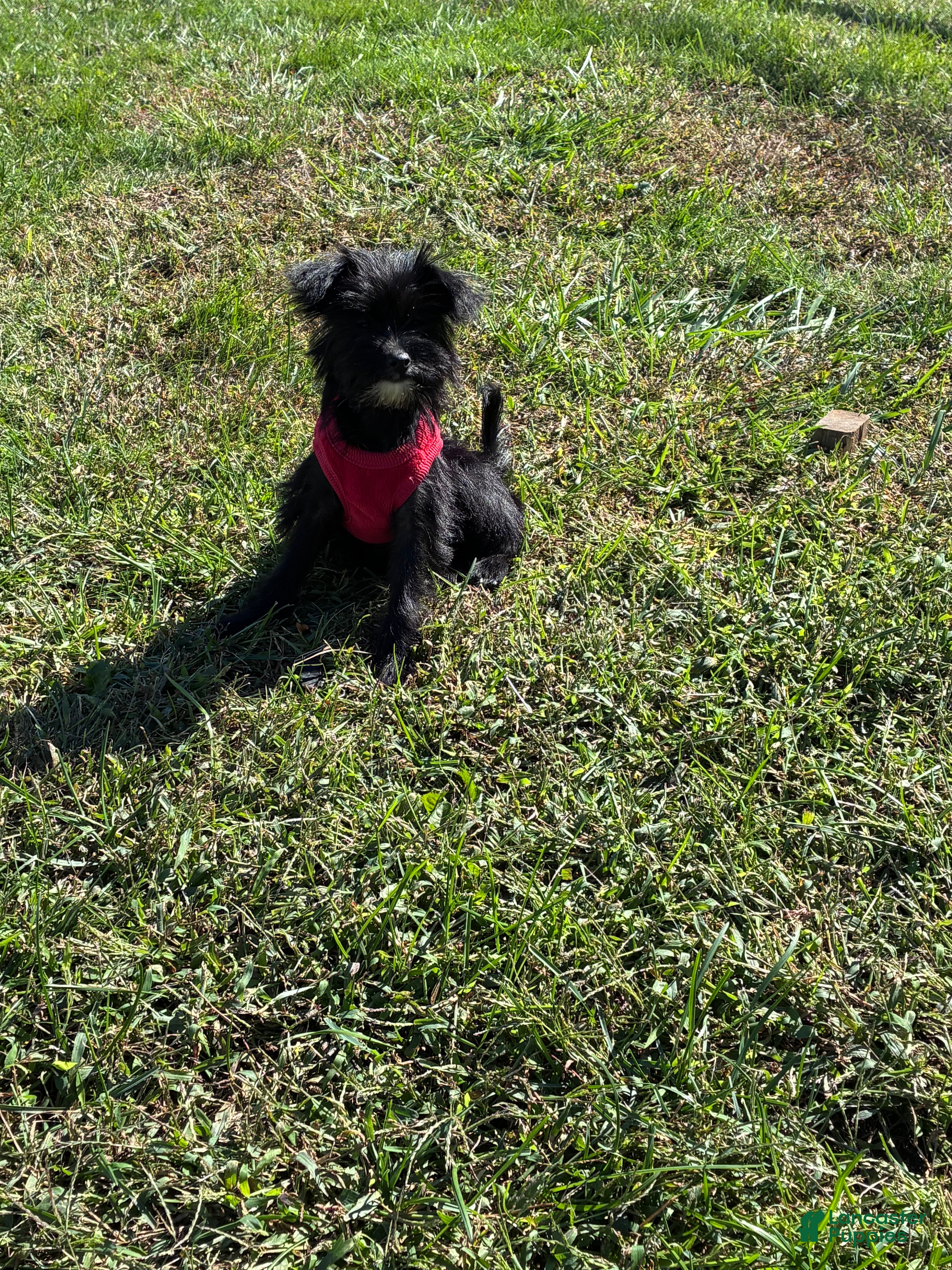 Yorkiepoo dogs Momo - Ad 1