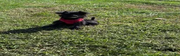 Yorkiepoo dogs for sale: Momo - Ad 1