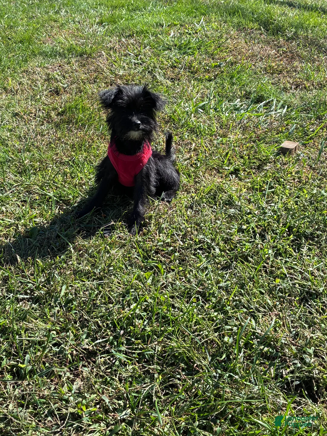 Yorkiepoo dogs for sale: Momo - Ad 1