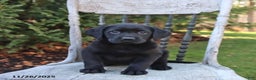 Labrador Retriever dogs for sale: Ruby - Ad 3