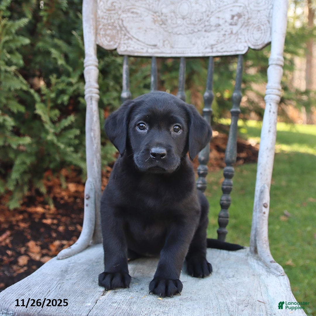 Labrador Retriever dogs for sale: Ruby - Ad 3