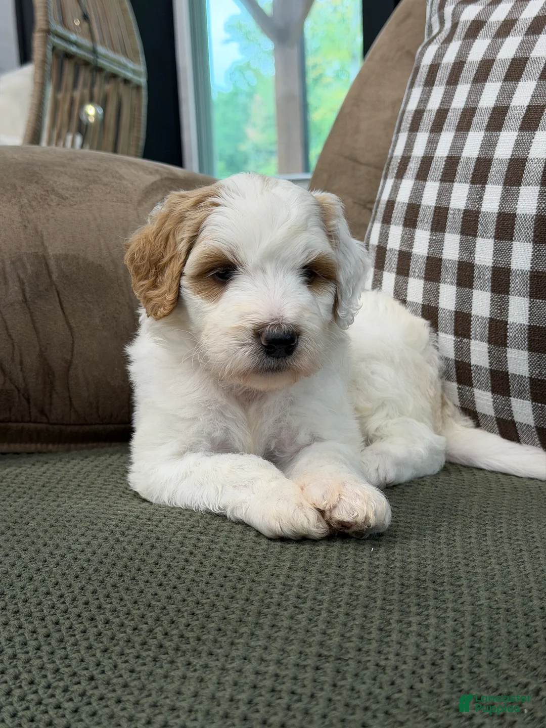 Goldendoodle dogs for sale: Forest - Ad 1