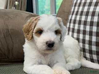 Goldendoodle dogs Forest - Ad 10