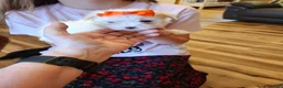 Maltese dogs for sale: Maltese 2 - Ad 4