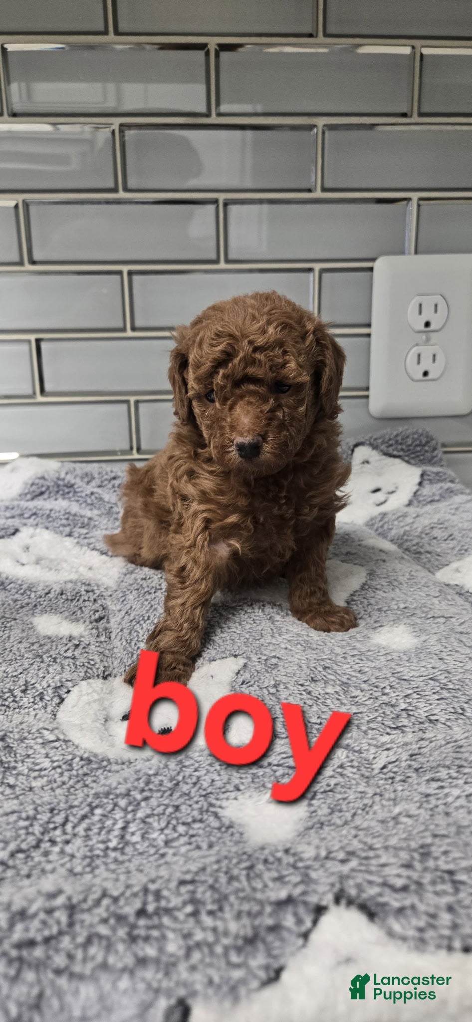 Toy Poodle dogs Toy Poodle Puppy 2 - Ad 15