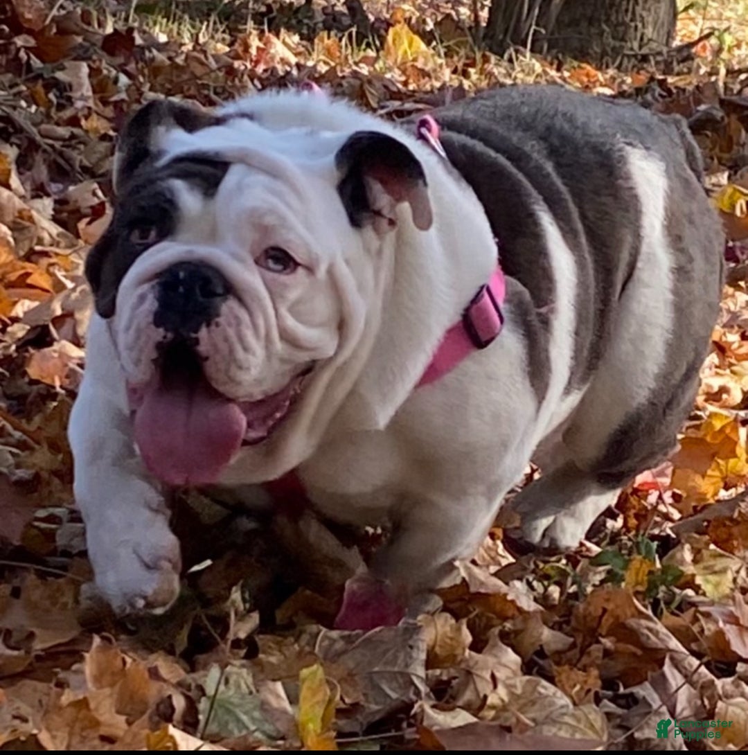 English Bulldog dogs for sale: Brian - Ad 10