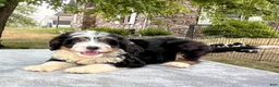 Bernedoodle dogs for sale: Arlo - Ad 3