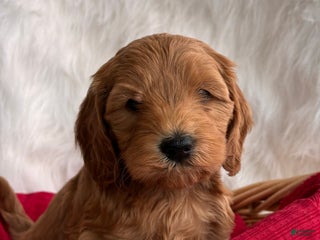 Mixed Breed dogs Mini Holly - Ad 16