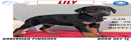 Doberman Pinscher dogs for sale: Lily - Ad 1