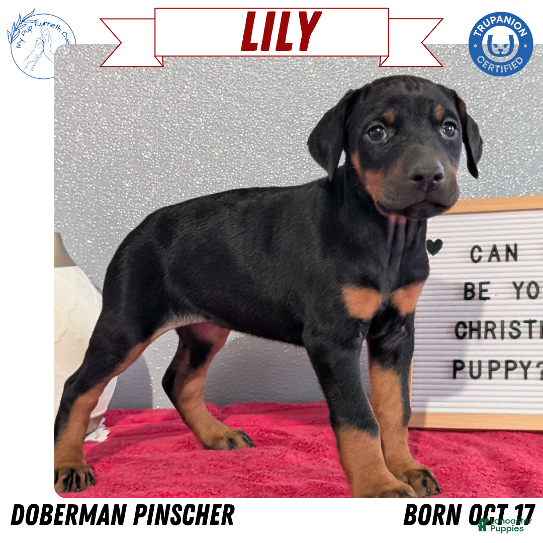 Doberman Pinscher dogs for sale: Lily - Ad 1